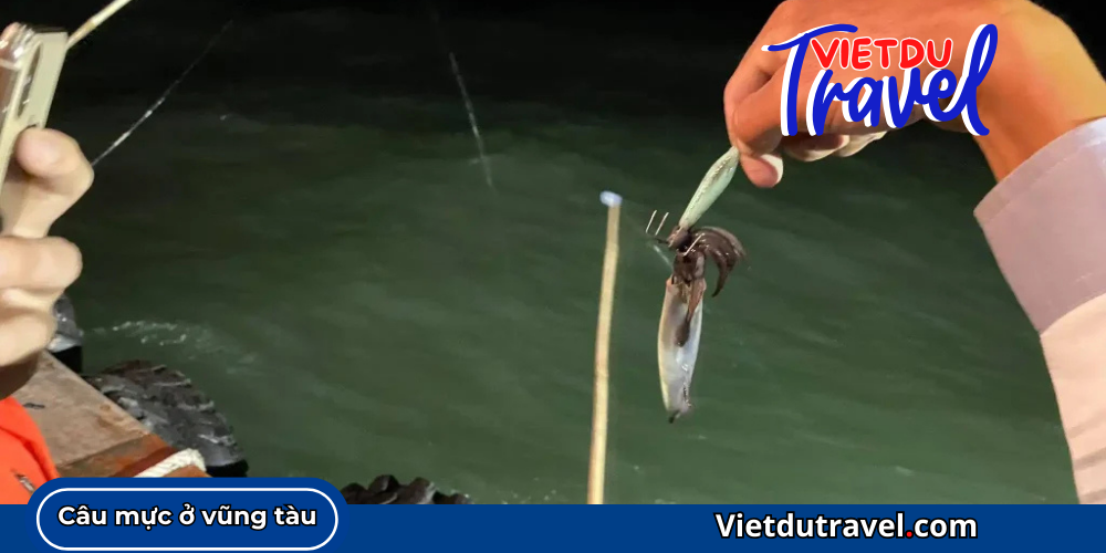 Câu mực đêm tại Vũng Tàu Câu mực đêm tại Vũng Tàu