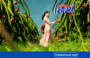 Vườn Thanh Long Phan Thiết