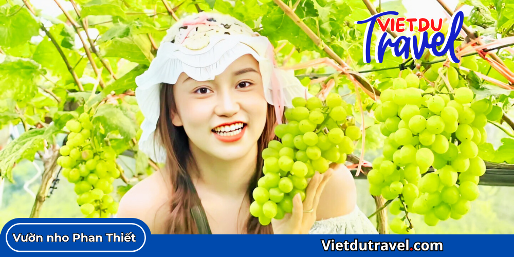 Vuon nho Phan Thiet 3